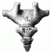 coccyx